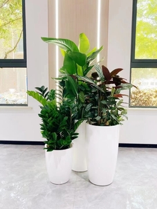 专业盆景租摆，宁波前湾的绿色艺术之选